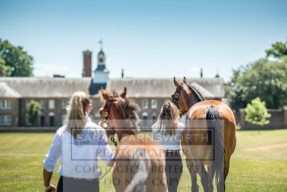 Goffs London Sale 2018-18