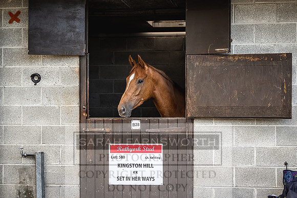 Goffs Land Rover Sale 2022-15