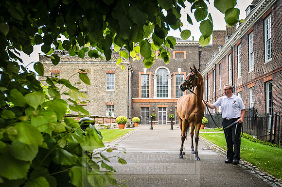 Goffs London Sale 2016-77