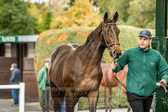Goffs Orby 2018 Day 2-138