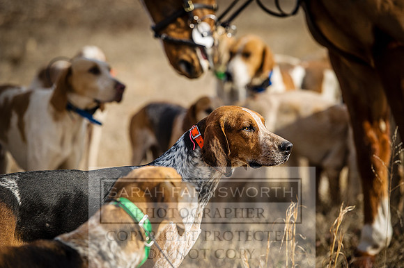 Mooreland Hunt-15