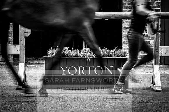 Goffs Yorton Sale 2022-141