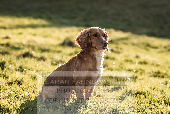 Avonmeadow Stud Dogs-48