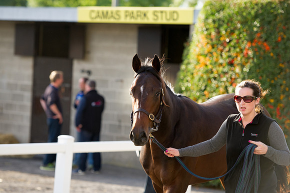 Goffs Orby14 CF7 702