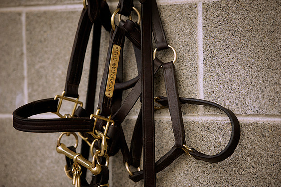 Goffs Orby14 CF1 614