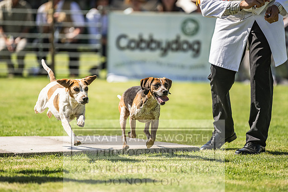 Rydal Hound Show 2022-74