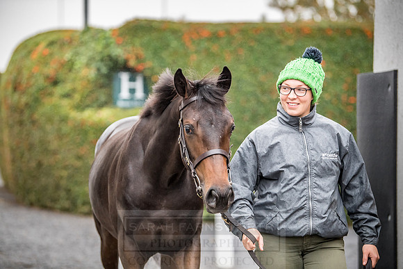 Goffs Orby 2018 Day 1-13