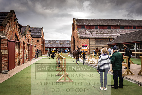 Goffs Yorton Sale 2022-42