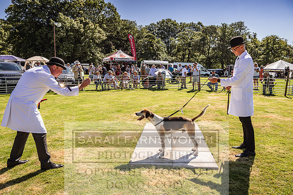 Rydal Hound Show 2022-24