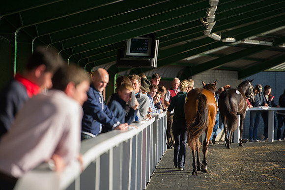 Goffs Orby14 CF7 390
