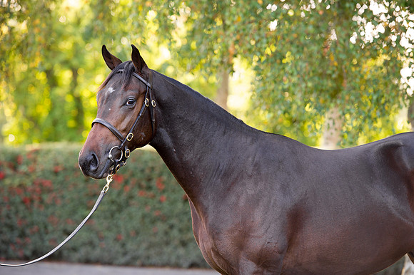 Goffs Orby14 CF7 757