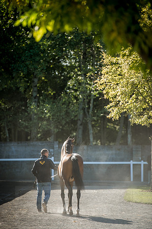 Goffs Orby 2015 -367