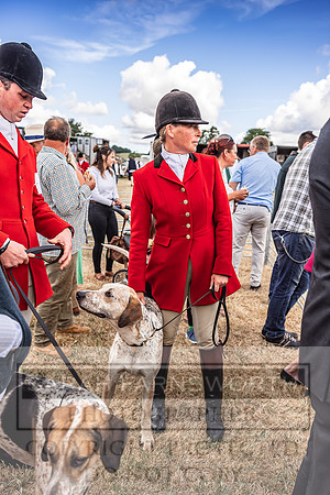 Honiton Hound Show 2022-6
