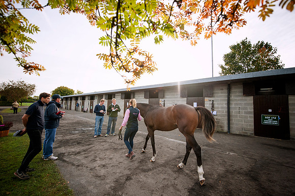 Goffs Orby14 CF4 093