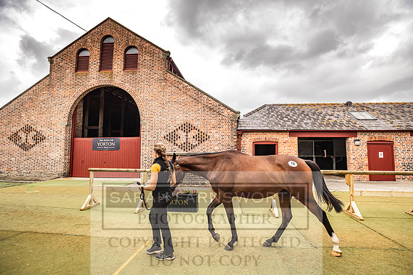 Goffs Yorton Sale 2022-163