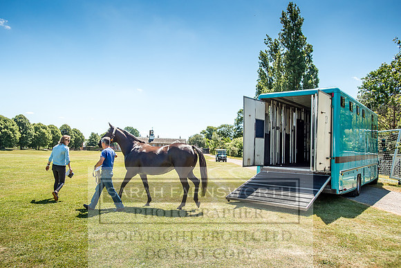 Goffs London Sale 2018-6