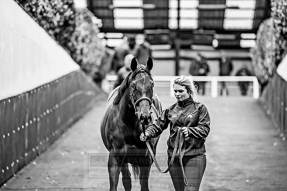 Goffs Orby 2018 Day 1-267