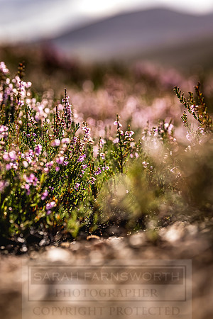 Cairngorms in summer-8
