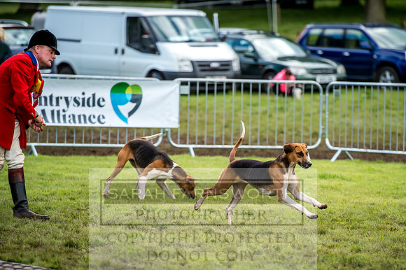 Lowther Hound Show 2017-120