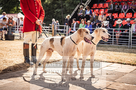 Honiton Hound Show 2022-85