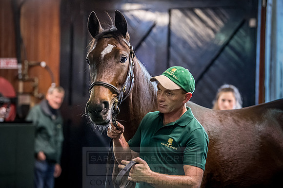 Goffs Orby 2018 Day 2-159