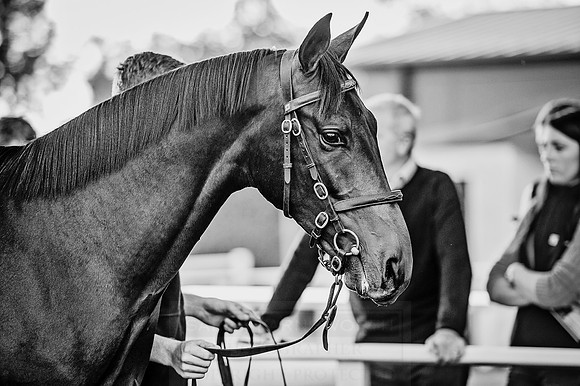 Goffs Orby 2015 -448 bw