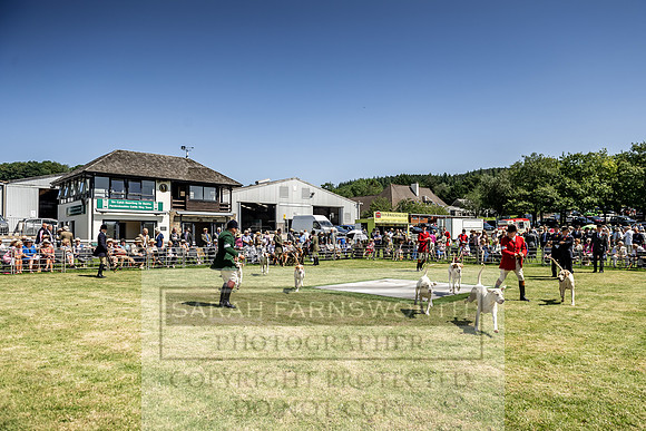 Builth Hound Show 2019-84