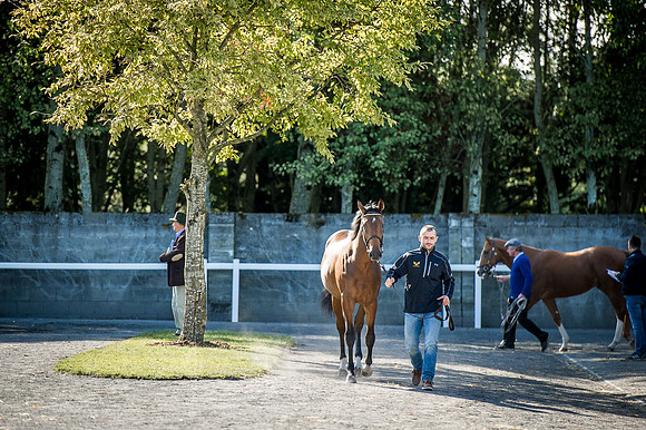 Goffs Orby 2015 -363