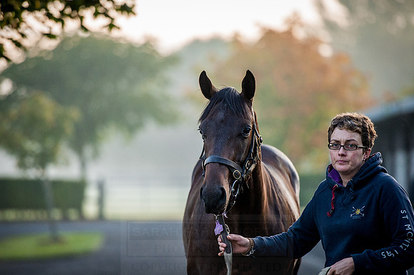 Goffs Orby 2015 -90