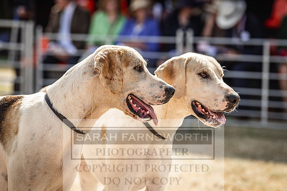 Honiton Hound Show 2022-87