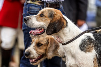 Honiton Hound Show 2022-3
