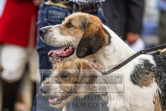 Honiton Hound Show 2022-3