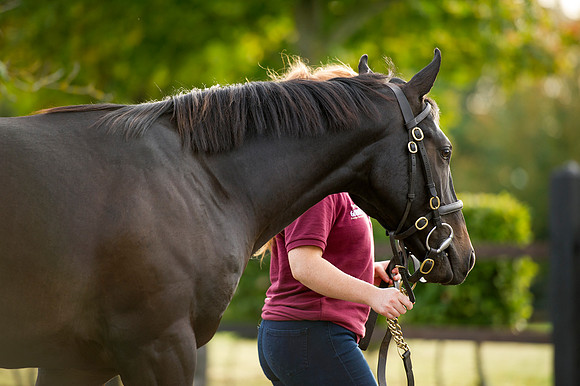 Goffs Orby14 CF1 273