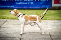 Ardingly Beagles 2016-5