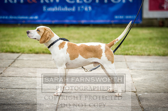 Ardingly Beagles 2016-5