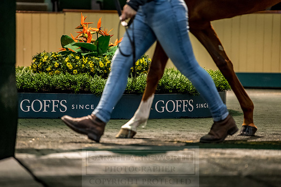 Goffs Orby 2018 Day 1-192