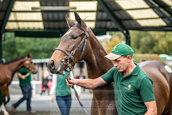 Goffs Orby 2018 Day 2-147