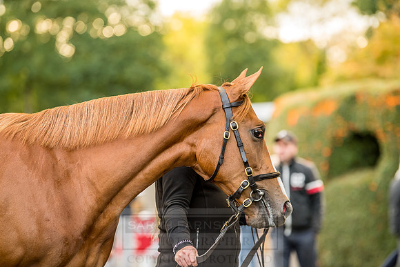 Goffs Orby 2018 Day 1-371