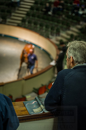 Goffs Orby 2015 -617