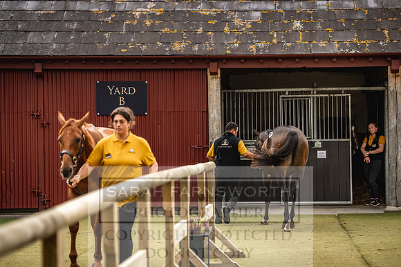Goffs Yorton Sale 2022-78