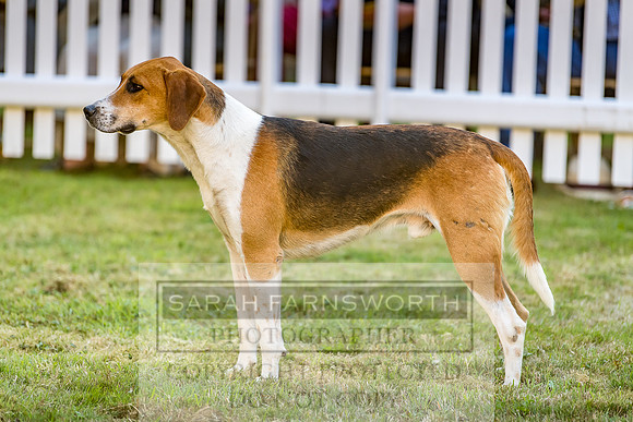 Baron Von Pfetten Puppy Show 02.09.18-178