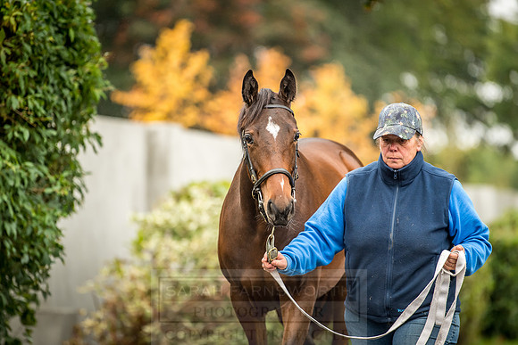 Goffs Orby 2018 Day 2-56
