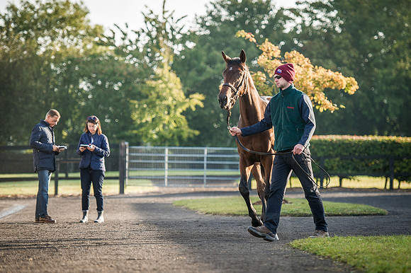 Goffs Orby 2015 -161