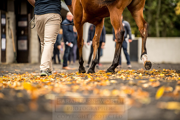 Goffs Orby 2018 Day 1-109