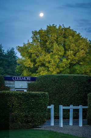 Goffs Orby 2015 -53