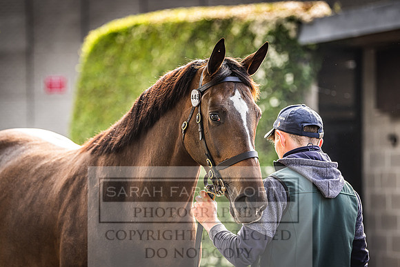 Goffs Land Rover Sale 2022-92
