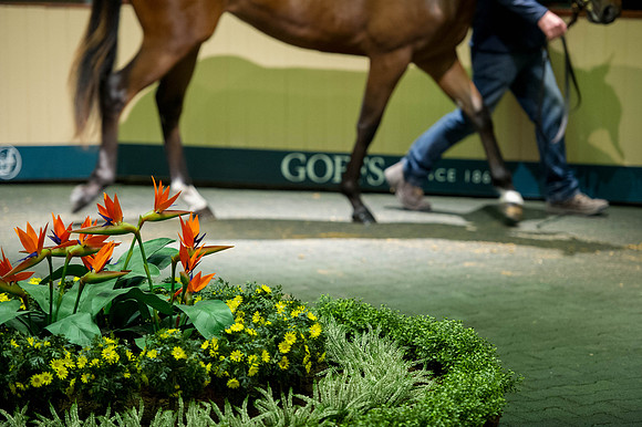 Goffs Orby14 CF5 231