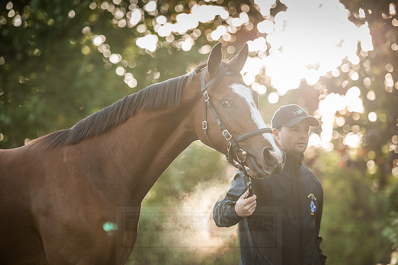 Goffs Orby 2015 -130