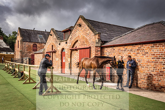 Goffs Yorton Sale 2022-29