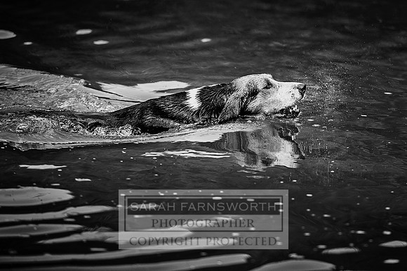 Desmond 060616-117 bw